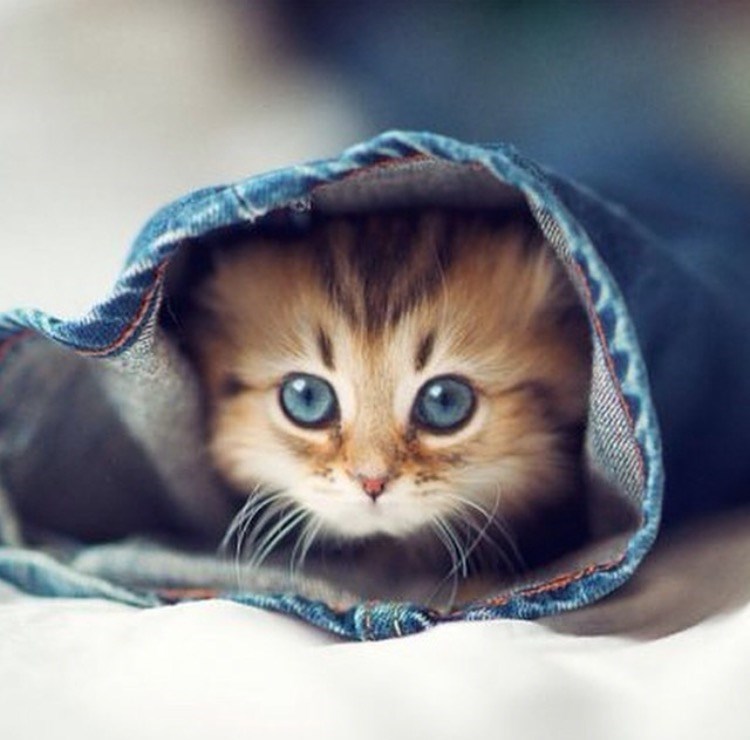 Cheezburger Image 10610209024