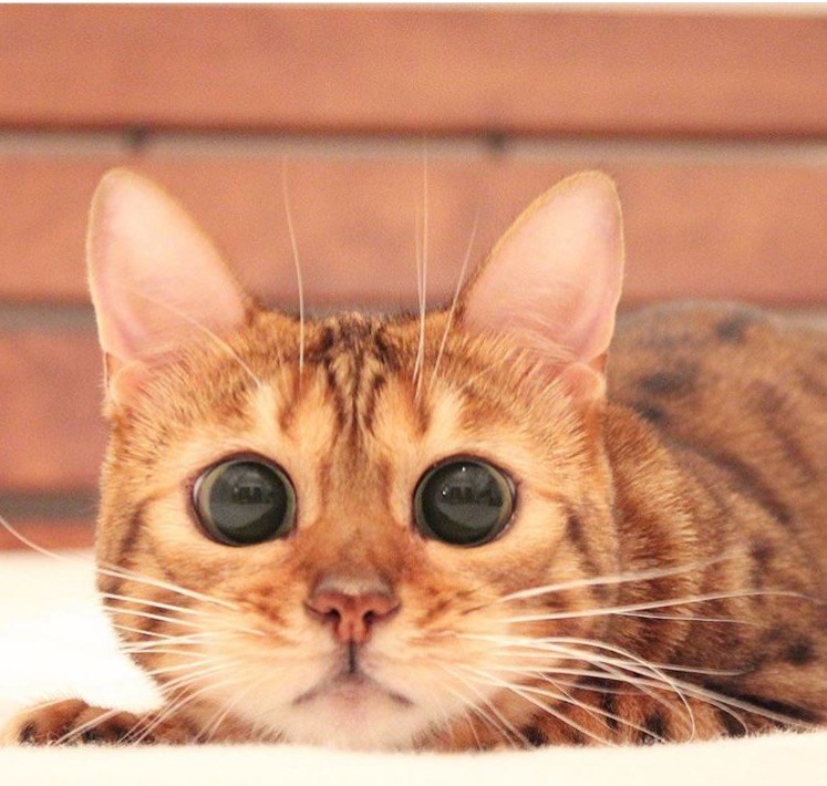 Cheezburger Image 10610209536