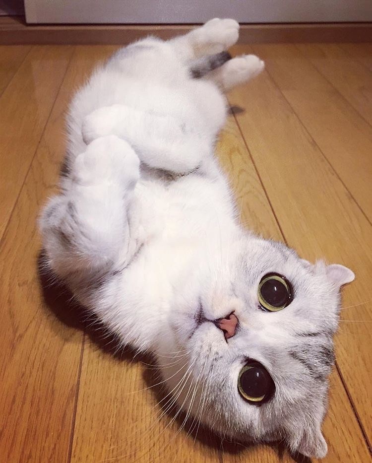 Cheezburger Image 10610209792