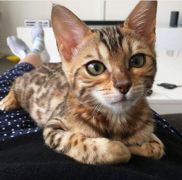 Cheezburger Image 10610210048