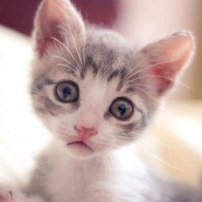 Cheezburger Image 10610210560