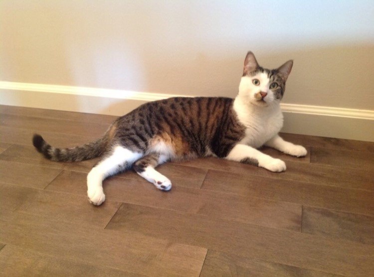 Cheezburger Image 10610211328