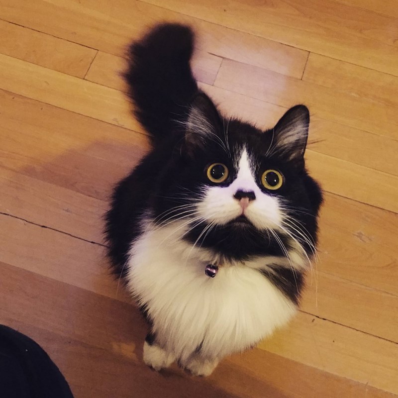 Cheezburger Image 10610211584