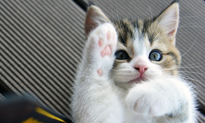 Cheezburger Image 10610211840