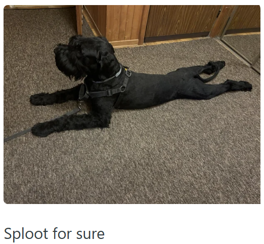 Sploot for sure