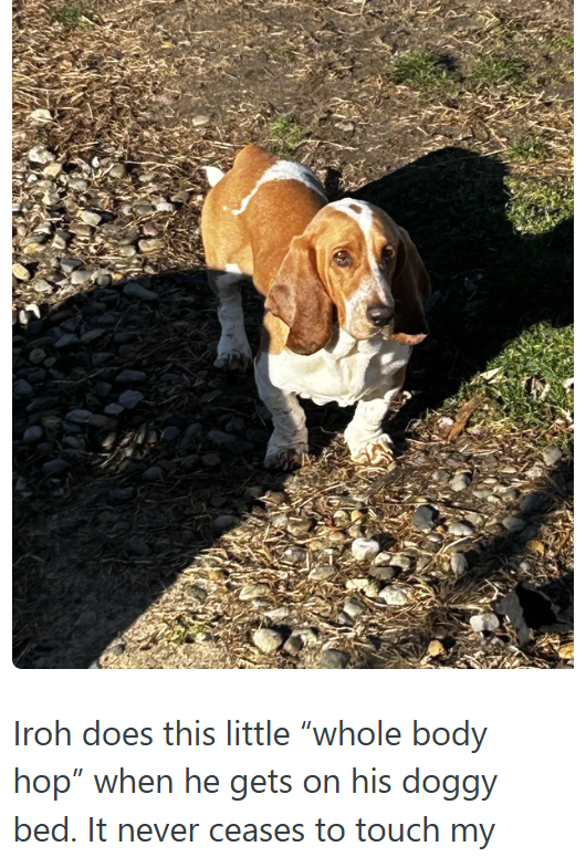 Iroh does this little "whole body hop" when he gets on his doggy bed. It never ceases to touch my