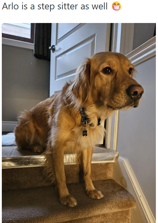 Arlo is a step sitter as well