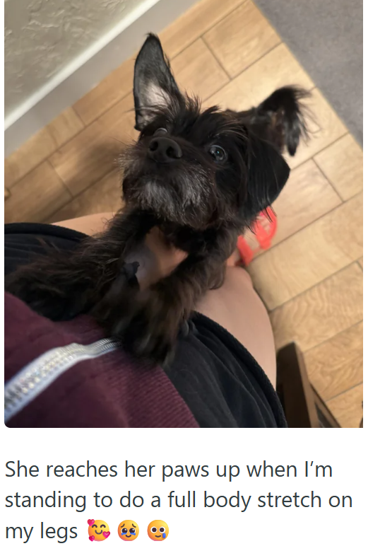 She reaches her paws up when I'm standing to do a full body stretch on my legs