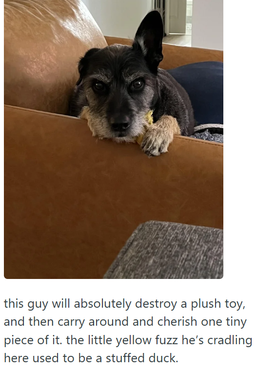 this guy will absolutely destroy a plush toy, and then carry around and cherish one tiny piece of it. the little yellow fuzz he's cradling here used to be a stuffed duck.