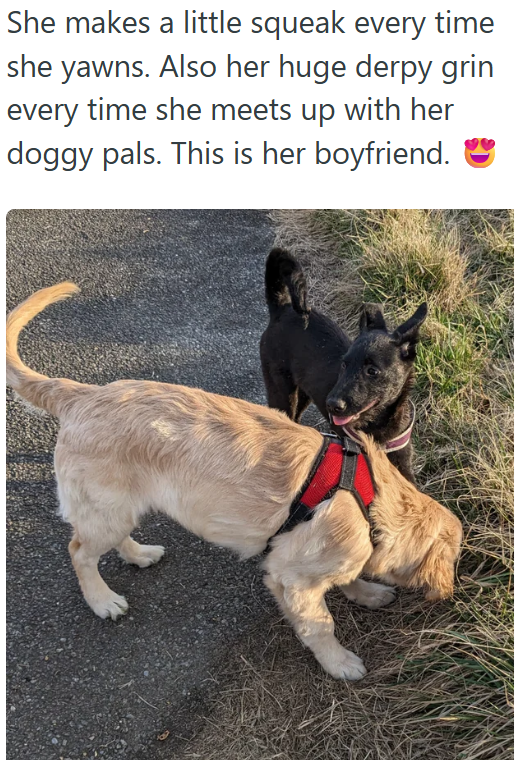 She makes a little squeak every time she yawns. Also her huge derpy grin every time she meets up with her doggy pals. This is her boyfriend.