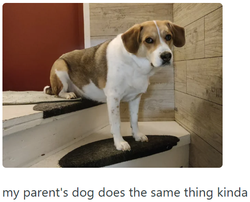 my parent's dog does the same thing kinda