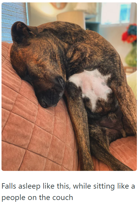 Falls asleep like this, while sitting like a people on the couch