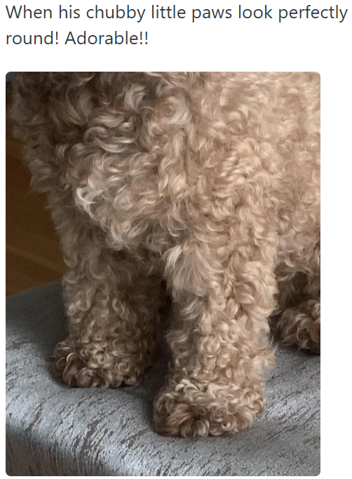 When his chubby little paws look perfectly round! Adorable!!