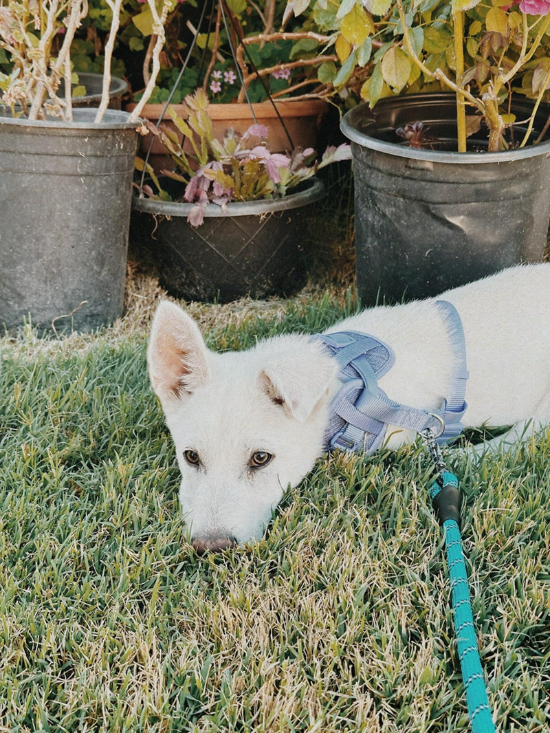 Cheezburger Image 10610222848