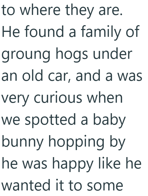 to where they are. He found a family of groung hogs under an old car, and a was very curious when we spotted a baby bunny hopping by he was happy like he wanted it to some