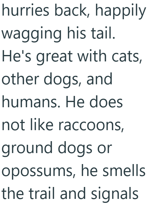 hurries back, happily wagging his tail. He's great with cats, other dogs, and humans. He does not like raccoons, ground dogs or opossums, he smells the trail and signals