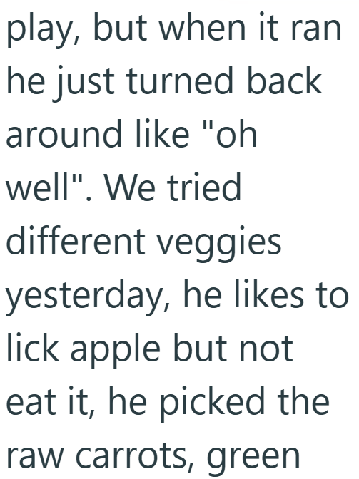 play, but when it ran he just turned back around like "oh well". We tried different veggies yesterday, he likes to lick apple but not eat it, he picked the raw carrots, green