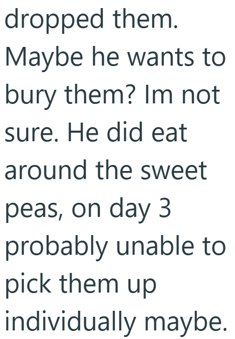 dropped them. Maybe he wants to bury them? Im not sure. He did eat around the sweet peas, on day 3 probably unable to pick them up individually maybe.