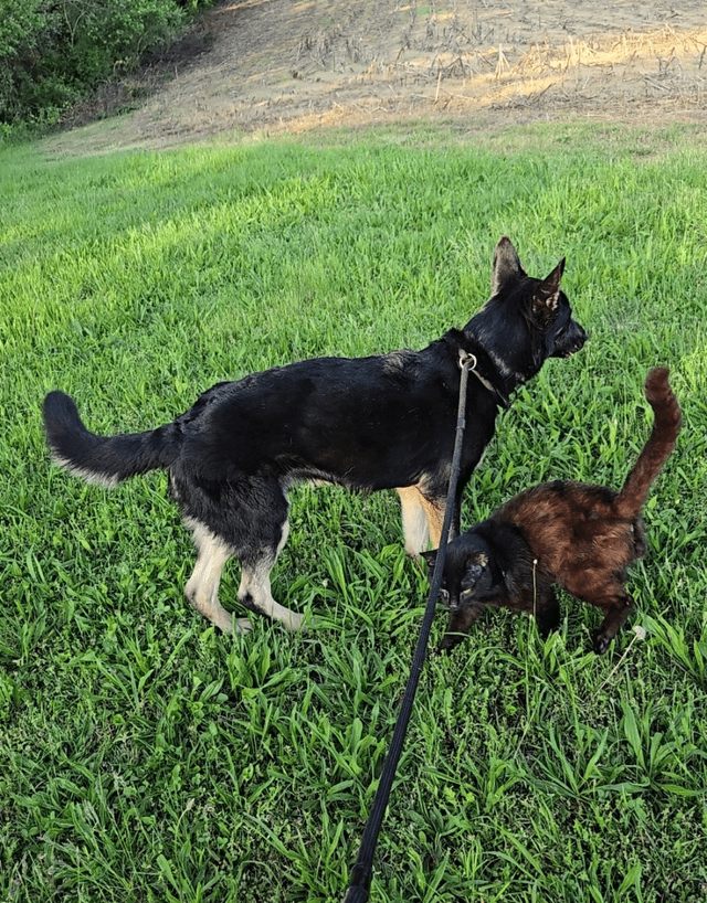 Cheezburger Image 10610249728