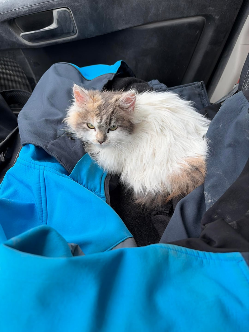 Cheezburger Image 10610259456