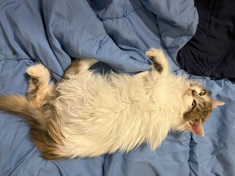 Cheezburger Image 10610259712