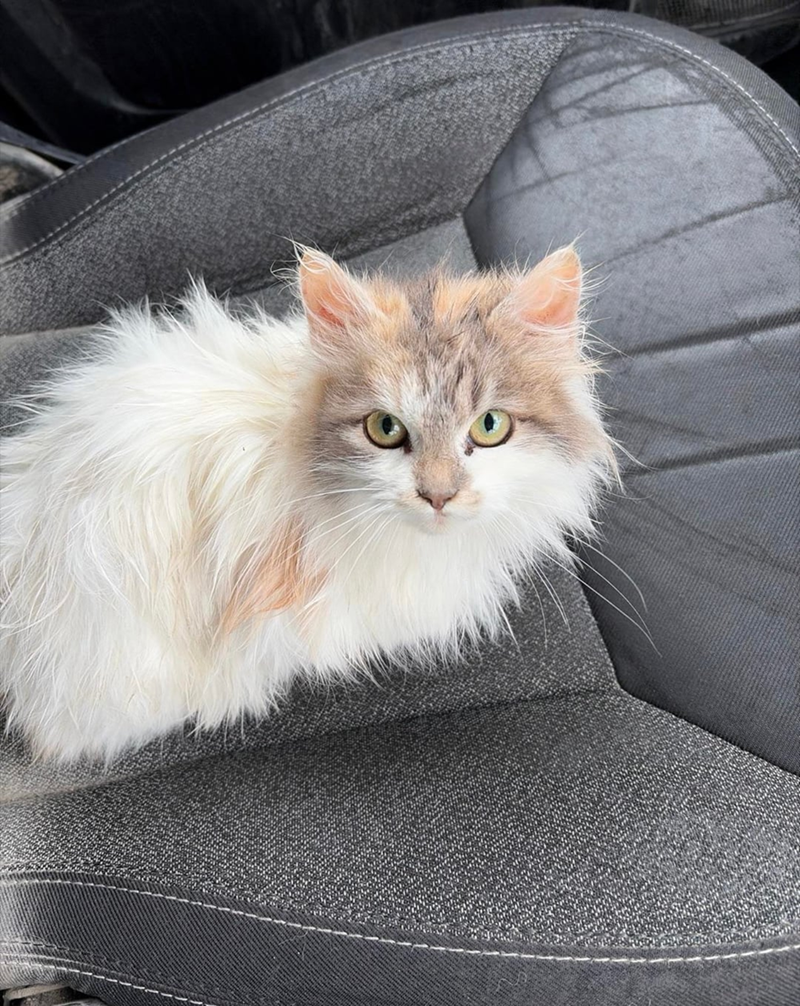 Cheezburger Image 10610260224