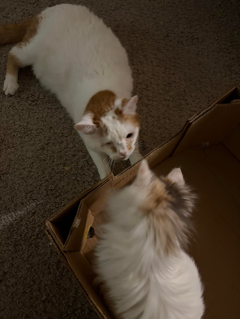 Cheezburger Image 10610260480