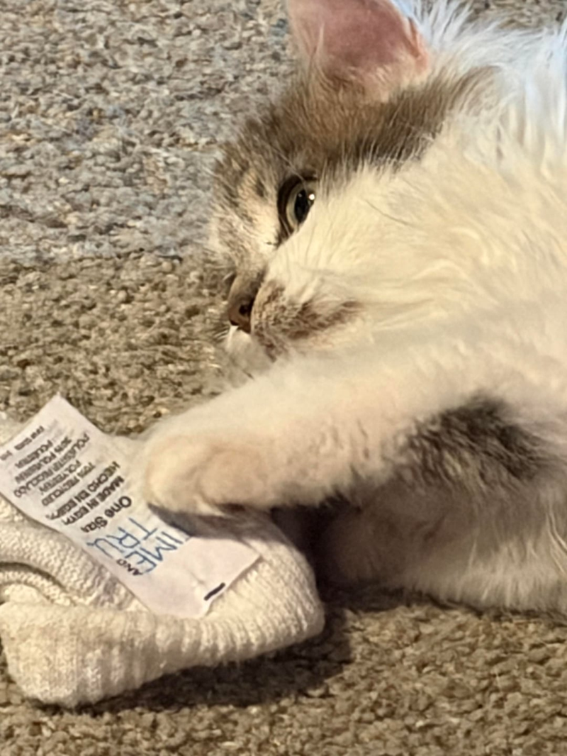 Cheezburger Image 10610260736