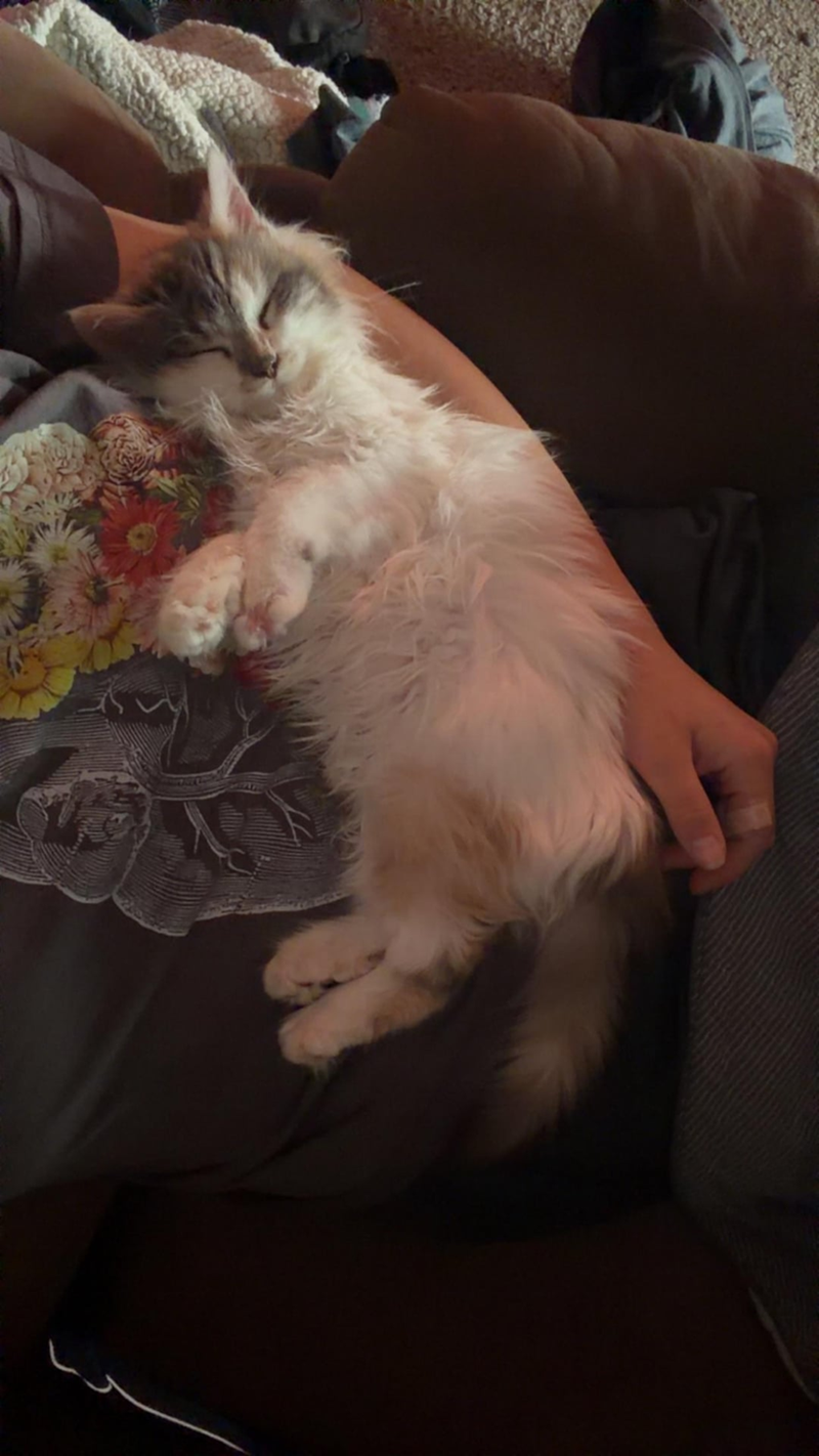 Cheezburger Image 10610260992