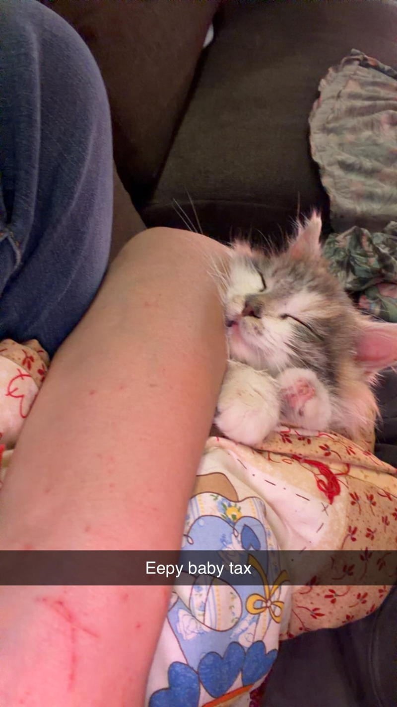 Cheezburger Image 10610261248