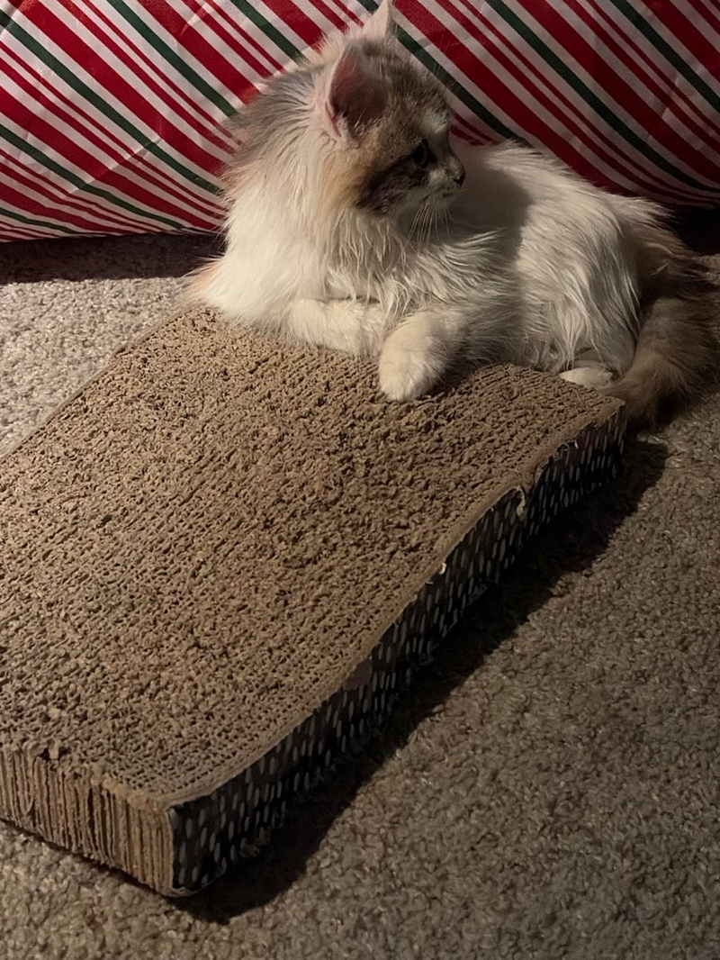 Cheezburger Image 10610261504