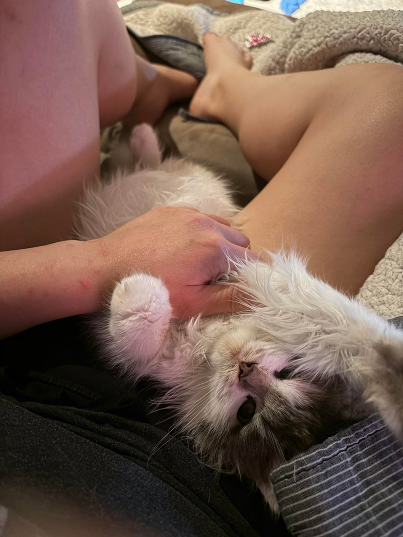 Cheezburger Image 10610261760