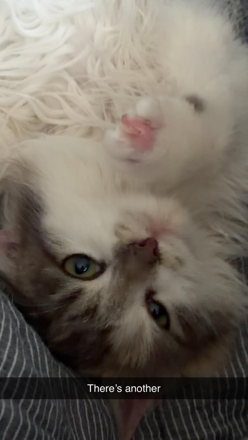 Cheezburger Image 10610262016