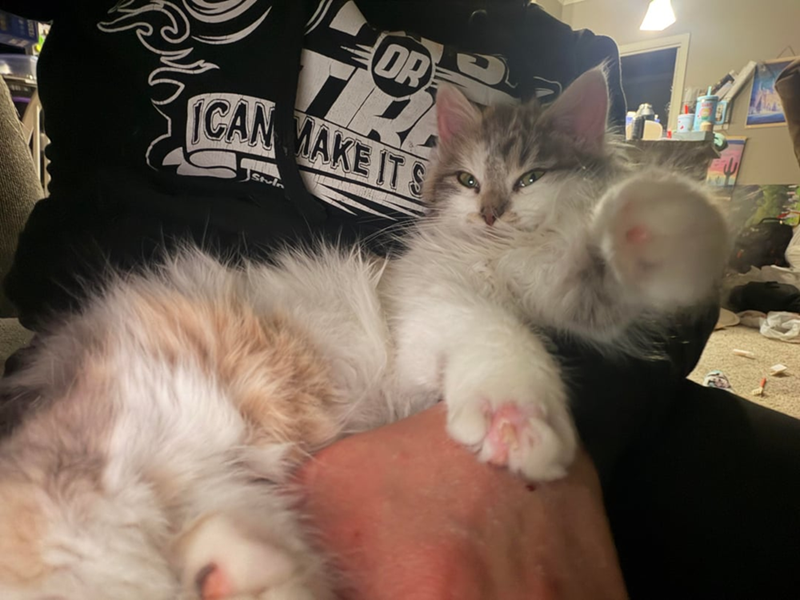 Cheezburger Image 10610262272