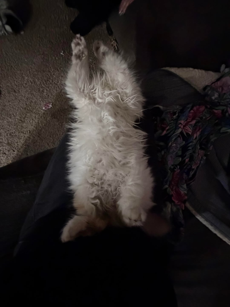 Cheezburger Image 10610262528