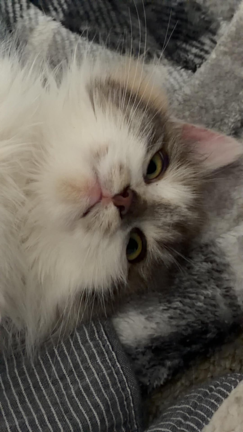 Cheezburger Image 10610262784