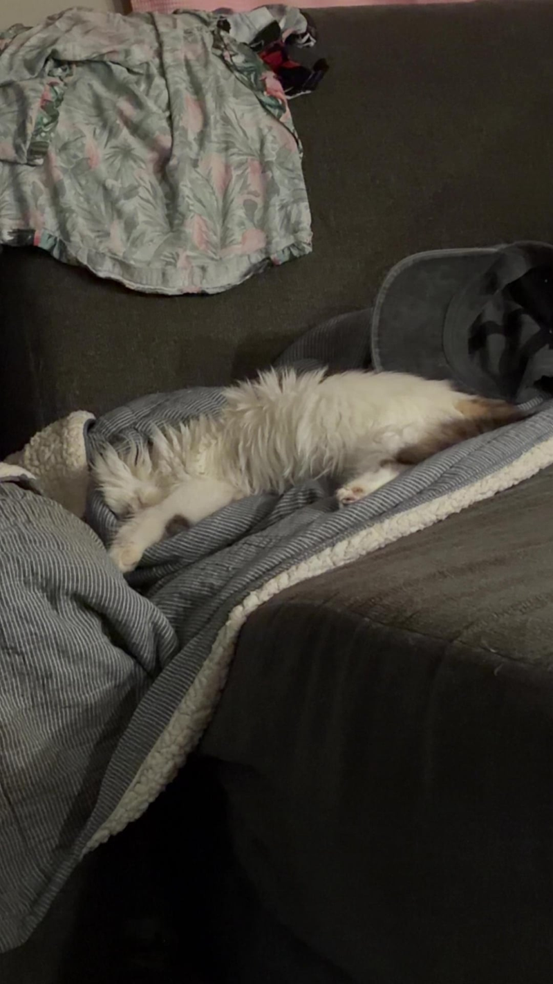 Cheezburger Image 10610263296