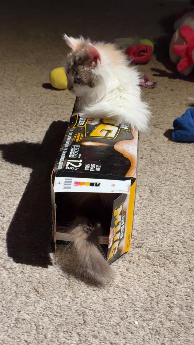 Cheezburger Image 10610263808