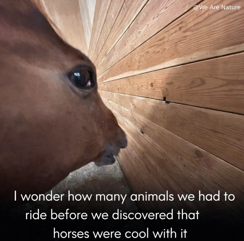 @We Are Nature I wonder how many animals we had to ride before we discovered that horses were cool with it