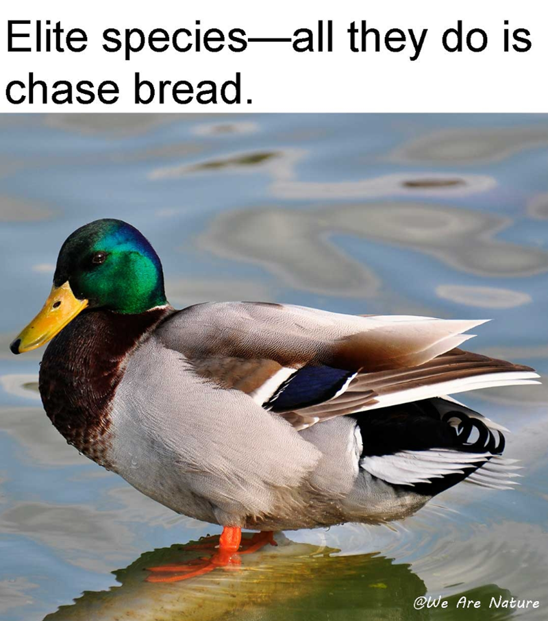 Elite species-all they do is chase bread. @We Are Nature