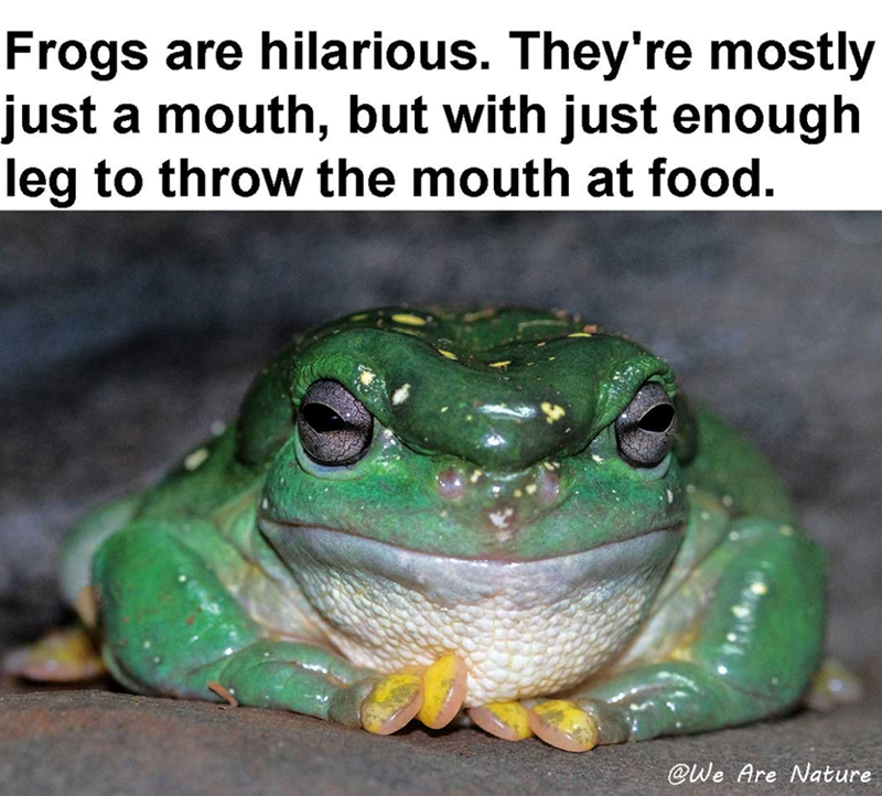 Frogs are hilarious. They're mostly just a mouth, but with just enough leg to throw the mouth at food. @We Are Nature