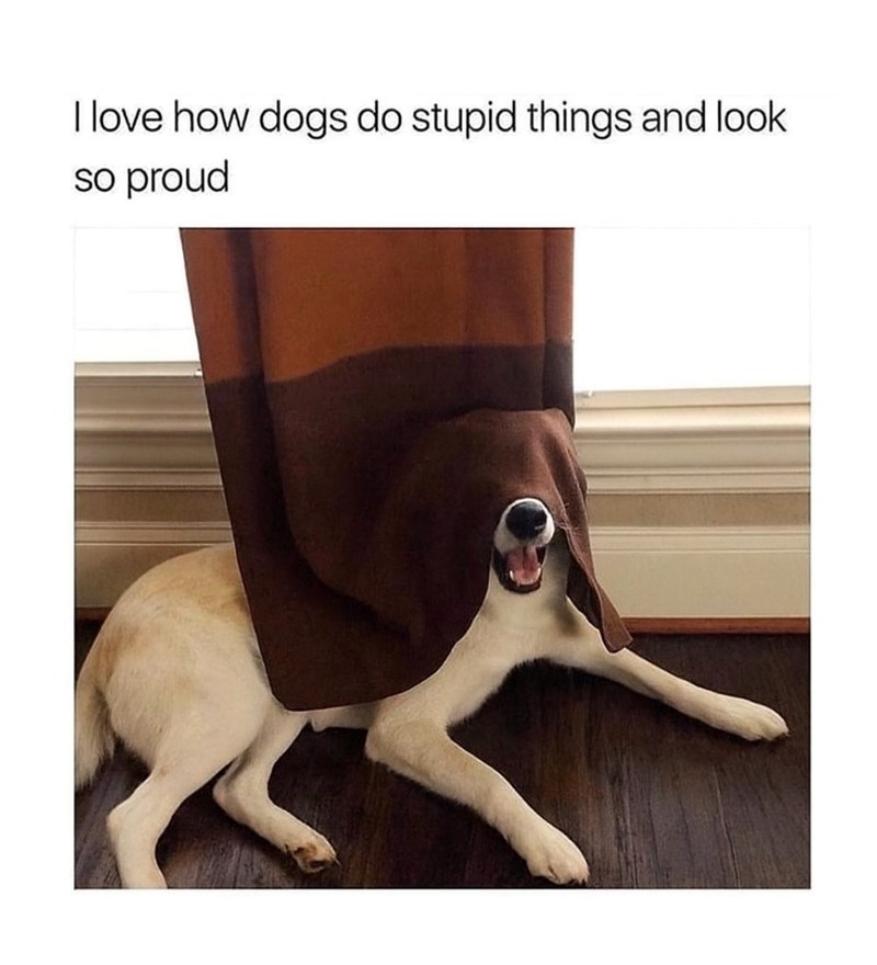 I love how dogs do stupid things and look so proud