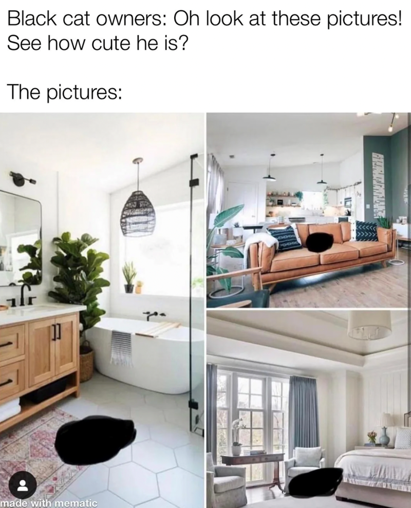 Black cat owners: Oh look at these pictures! See how cute he is? The pictures: made with mematic you MOMO YOGH