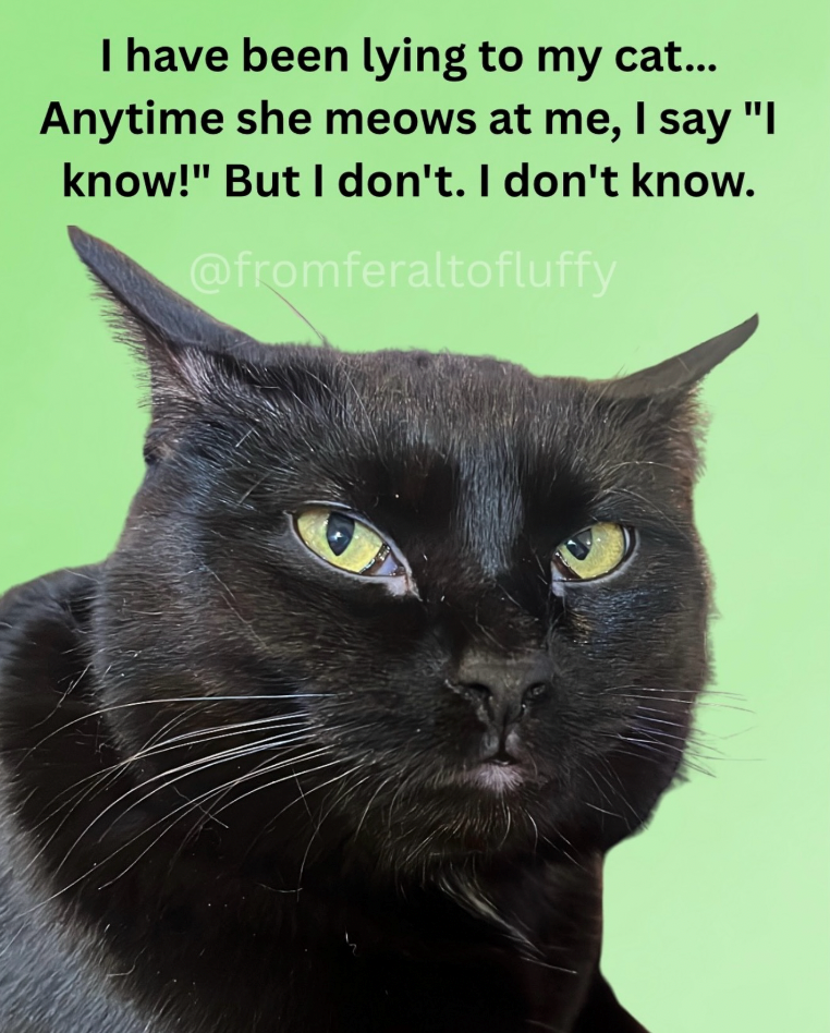 I have been lying to my cat... Anytime she meows at me, I say "I know!" But I don't. I don't know. @fromferaltofluffy