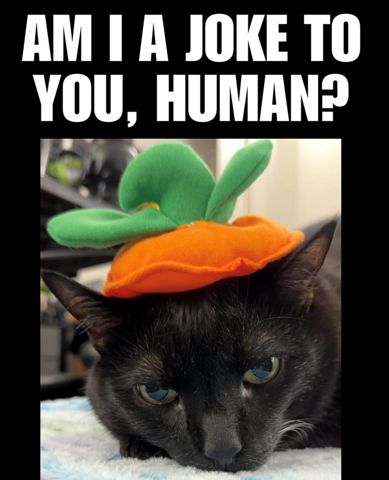 AM I A JOKE TO YOU, HUMAN?