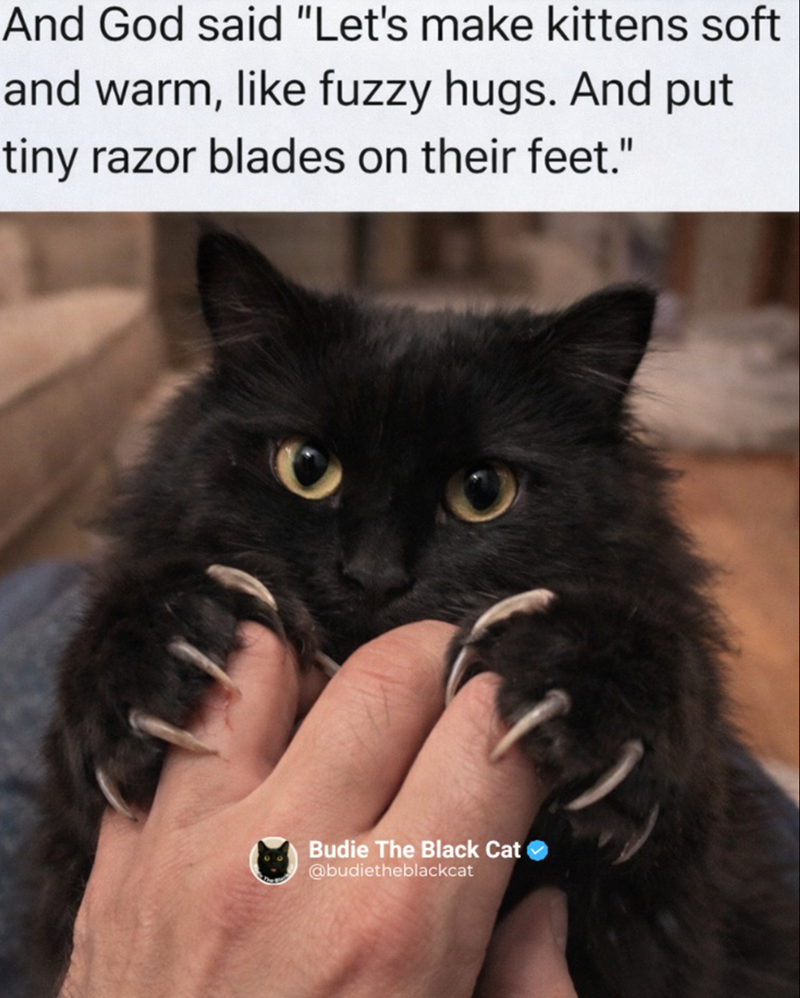 And God said "Let's make kittens soft and warm, like fuzzy hugs. And put tiny razor blades on their feet." Budie The Black Cat @budietheblackcat
