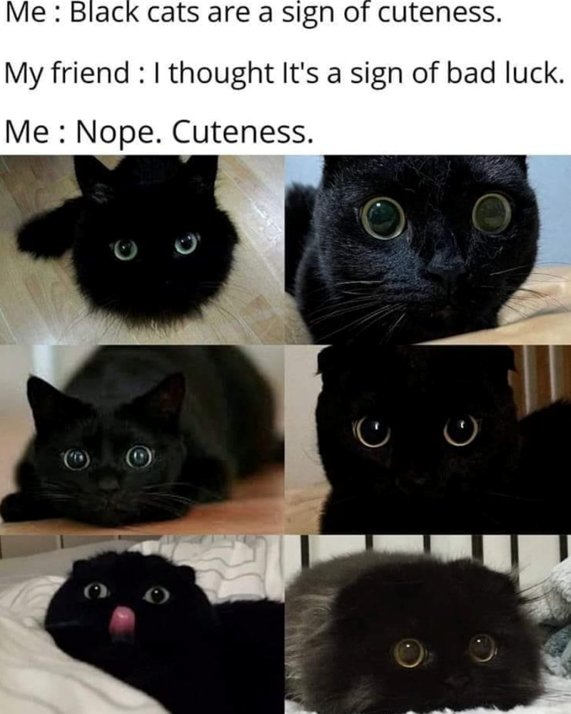 Me: Black cats are a sign of cuteness. My friend I thought It's a sign of bad luck. Me Nope. Cuteness.
