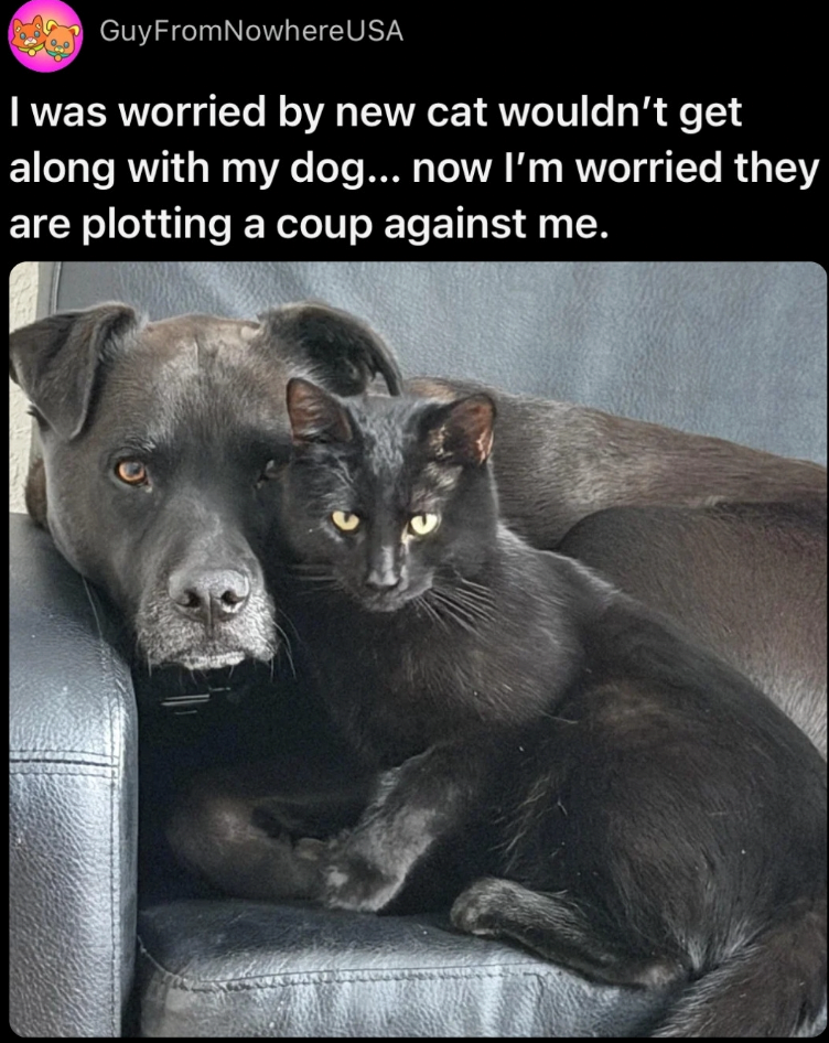 GuyFromNowhere USA I was worried by new cat wouldn't get along with my dog... now I'm worried they are plotting a coup against me.