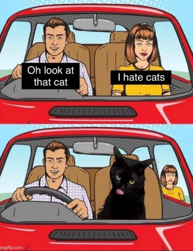 imgflip.com Oh look at that cat I hate cats