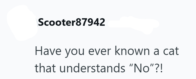 Scooter87942 Have you ever known a cat that understands "No"?!